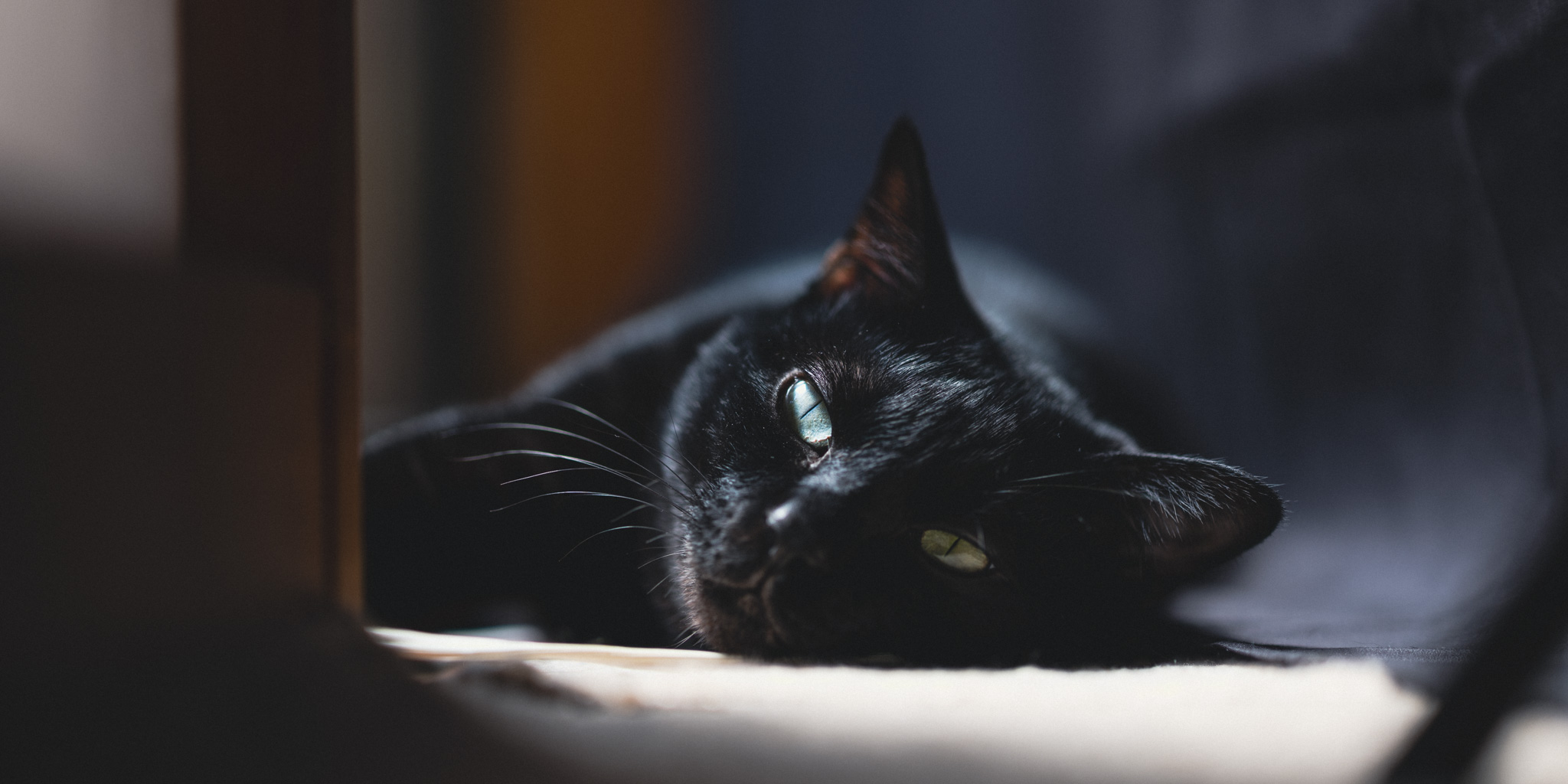 理想のエージェント仕様(記憶×実行×ローカル×無制限)