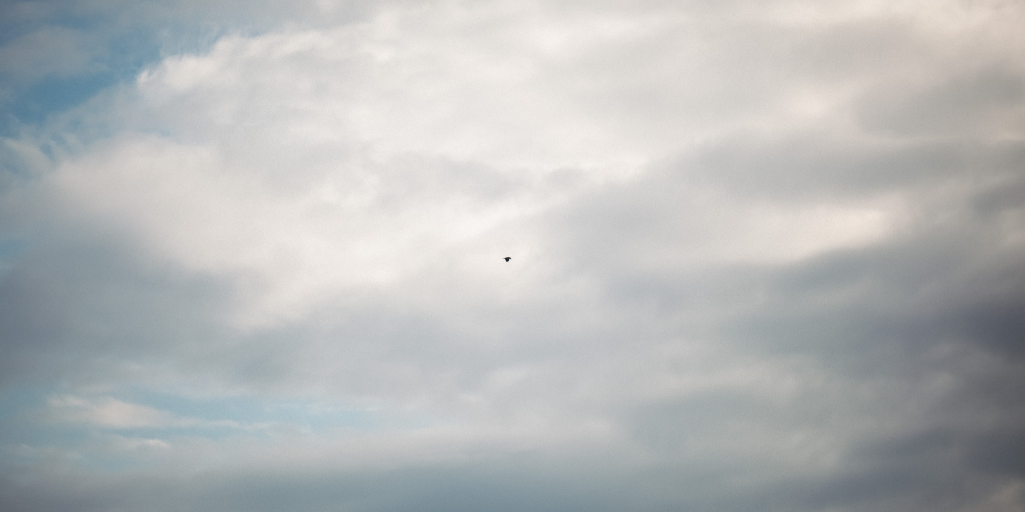 ランニングはじめてみました